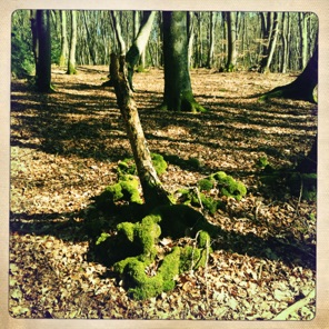 Beech forest in Luxemburg