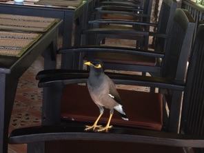 My favorite bird, a common mayna