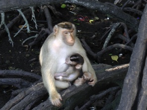 Mother monkey in Lumut National Park in Malaysia